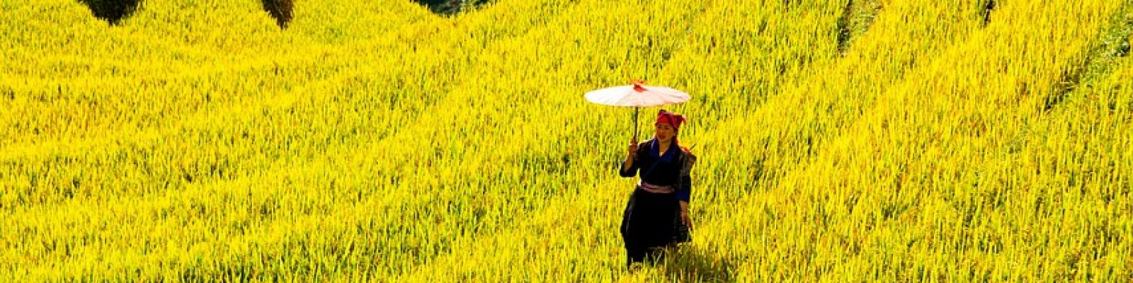mountains, plateau, step, field, people, rice, nature, countryside, outdoors, agriculture